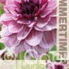 Dahlia Crème de Cassis - RB