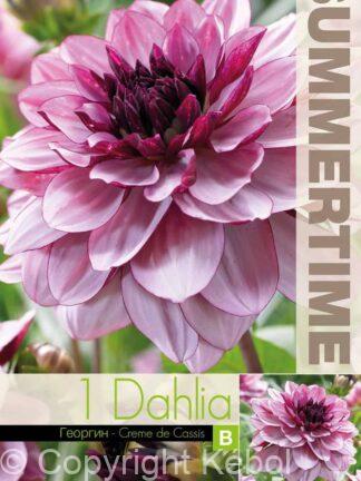 Dahlia Crème de Cassis - RB