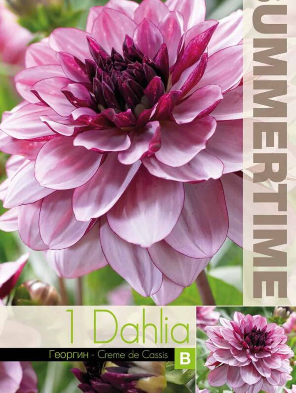 Dahlia Crème de Cassis - RB