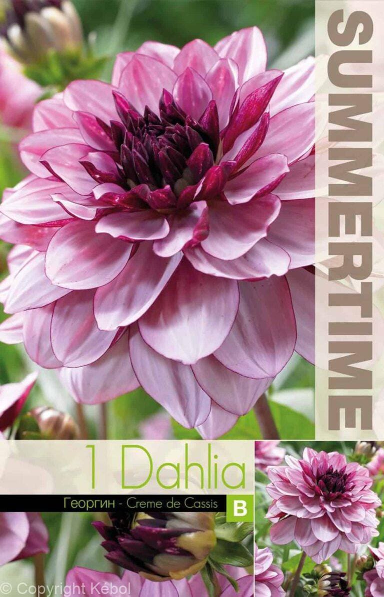 Dahlia Crème de Cassis - RB