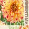 Dahlia Lady Darlene - RB