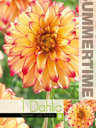 Dahlia Lady Darlene - RB