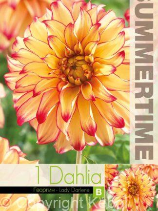 Dahlia Lady Darlene - RB