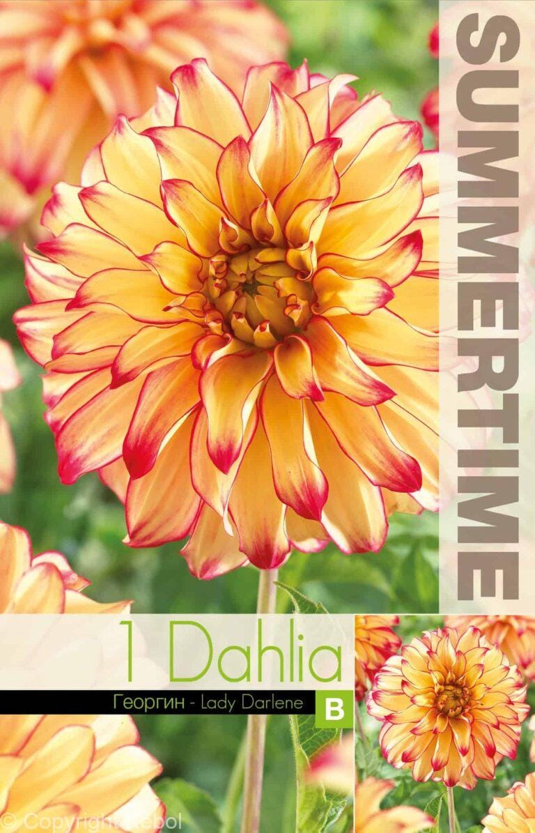Dahlia Lady Darlene - RB