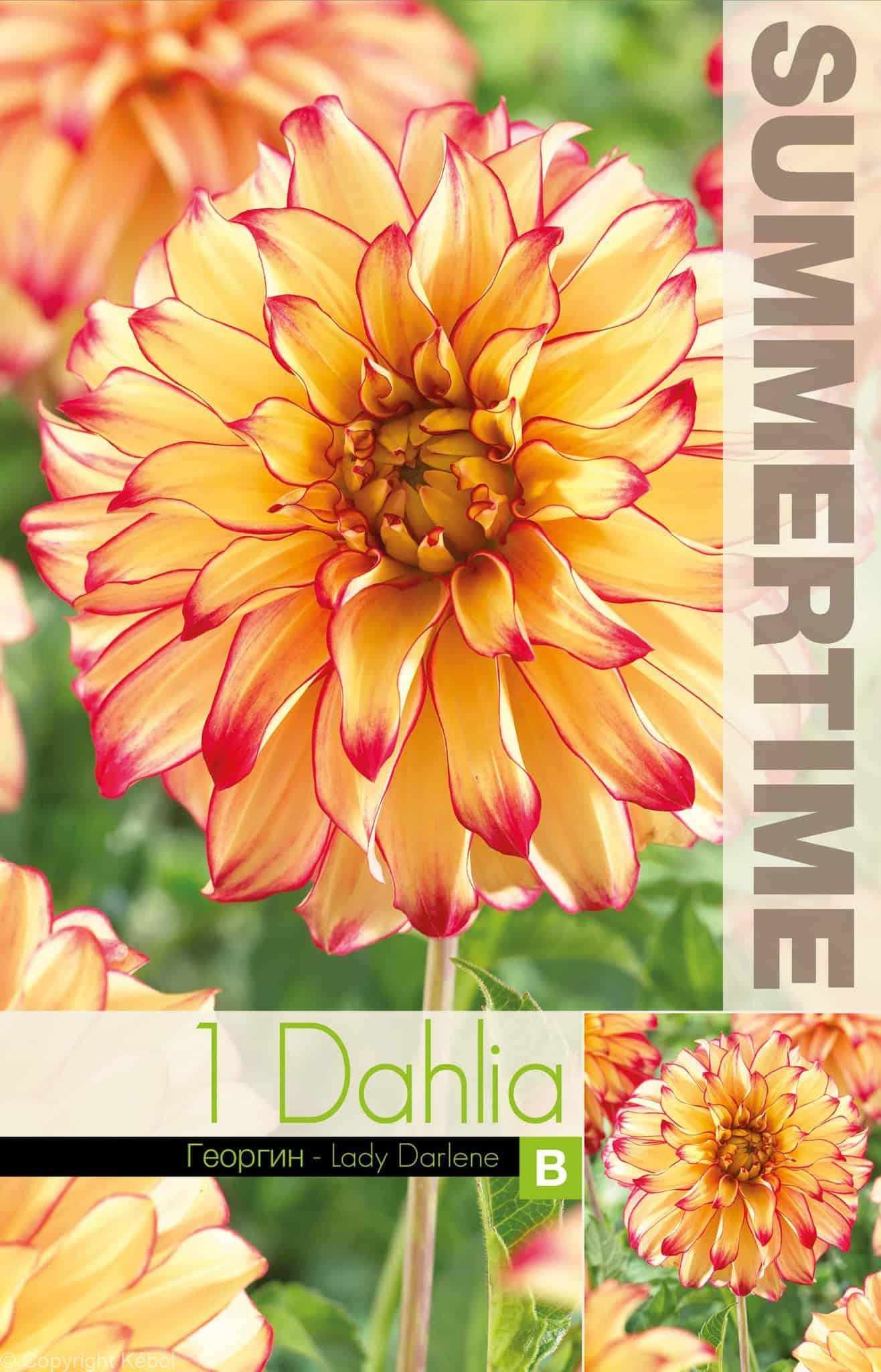 Dahlia Lady Darlene - RB