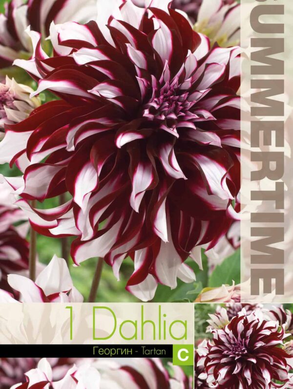 Dahlia Tartan - RB