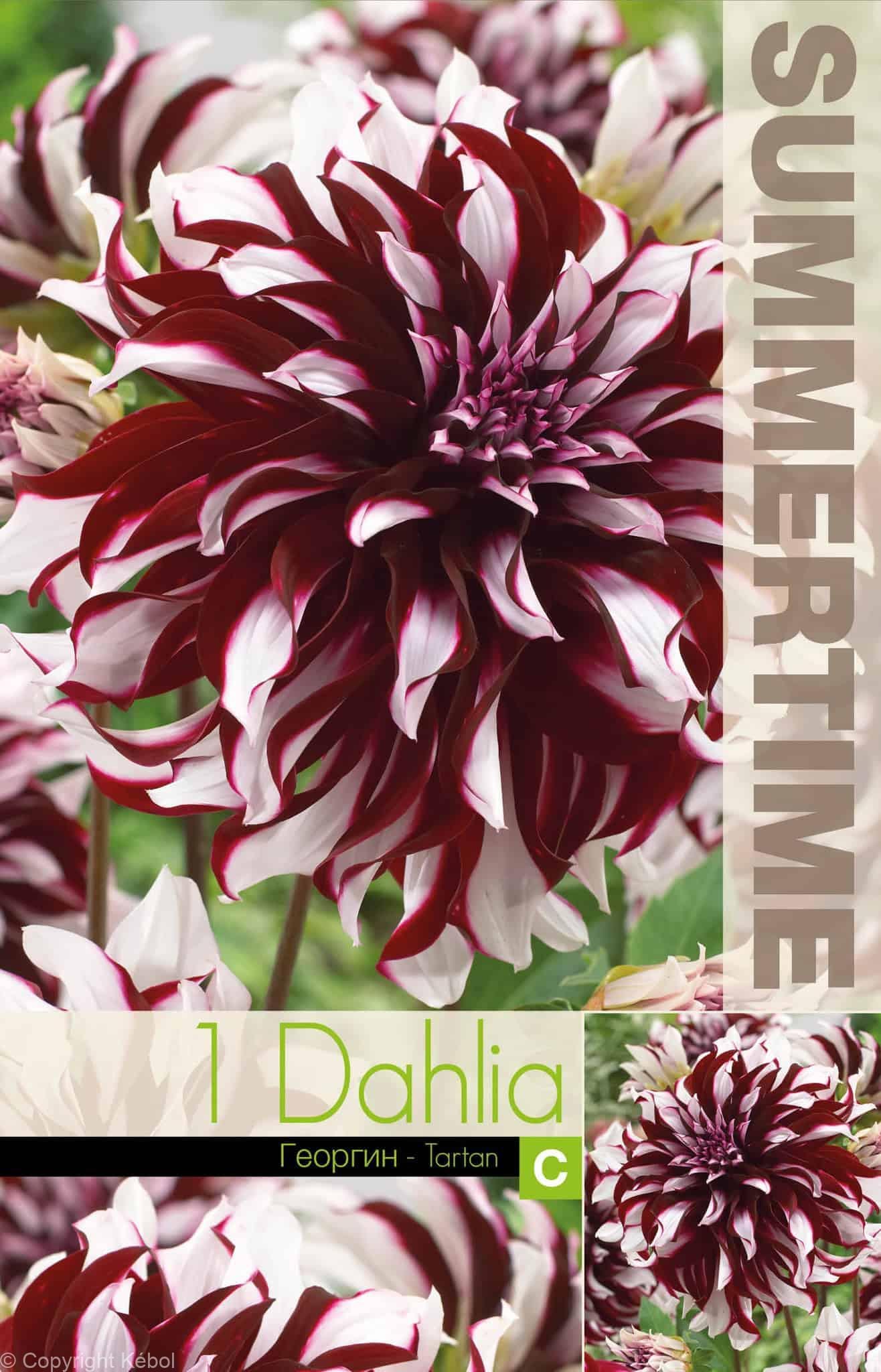 Dahlia Tartan - RB