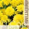 Dahlia Gallery Cezanne - RB