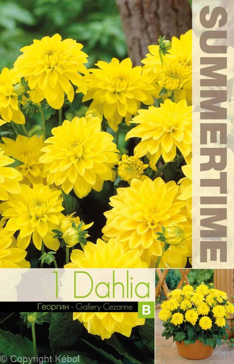 Dahlia Gallery Cezanne - RB