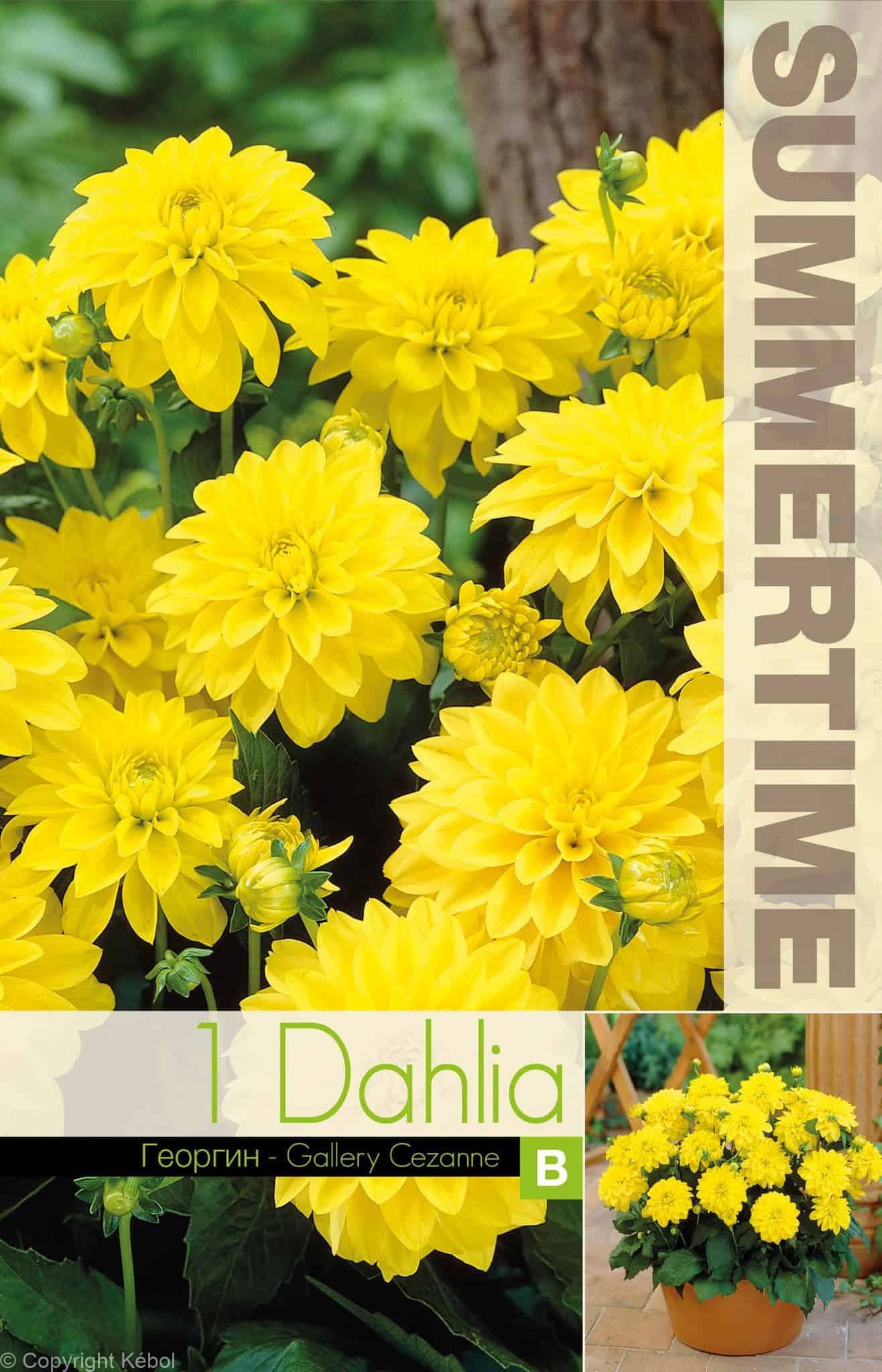 Dahlia Gallery Cezanne - RB