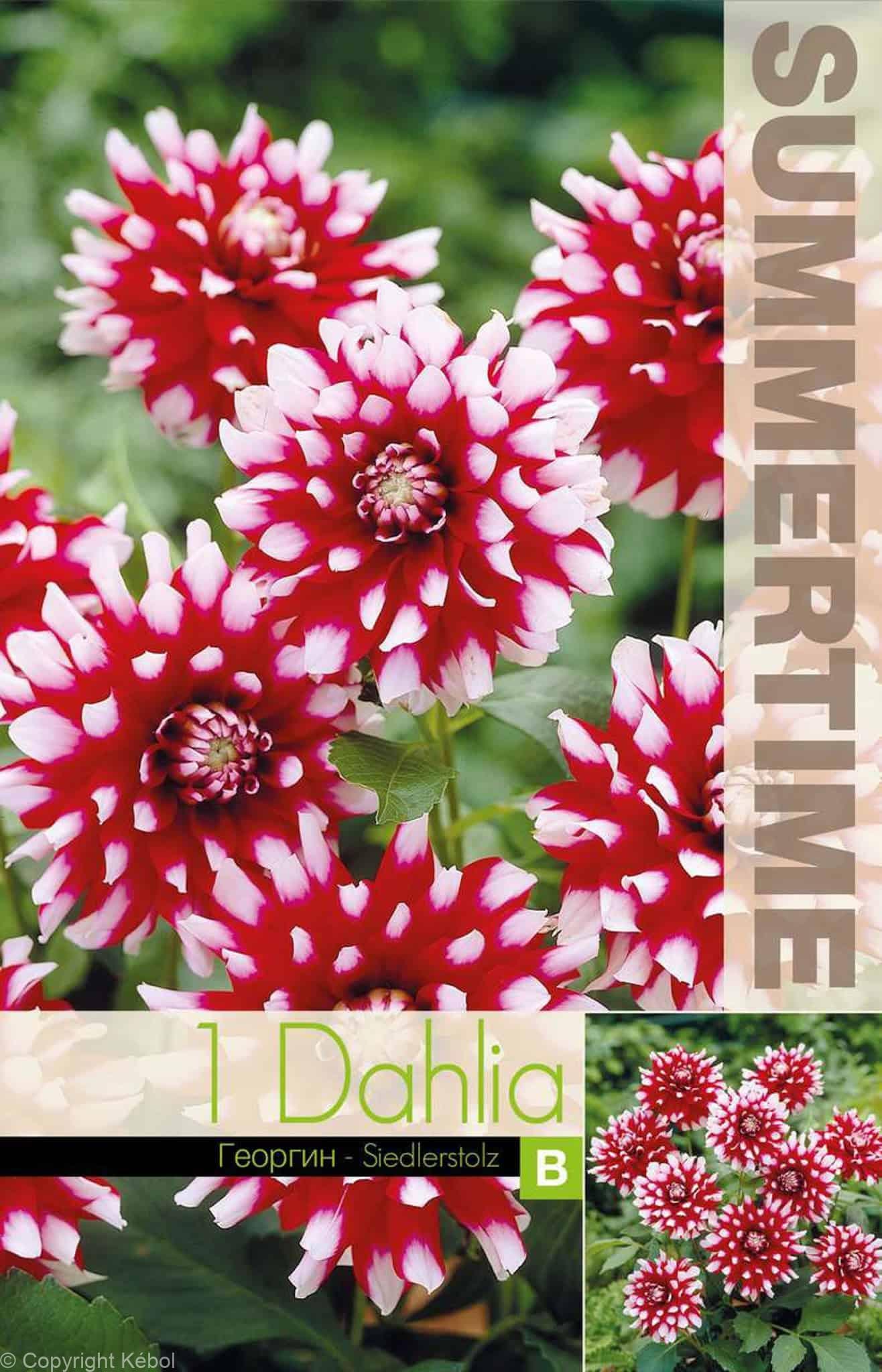 Dahlia Siedlerstolz - RB