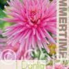 Dahlia Park Princess - RB