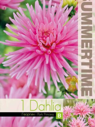 Dahlia Park Princess - RB