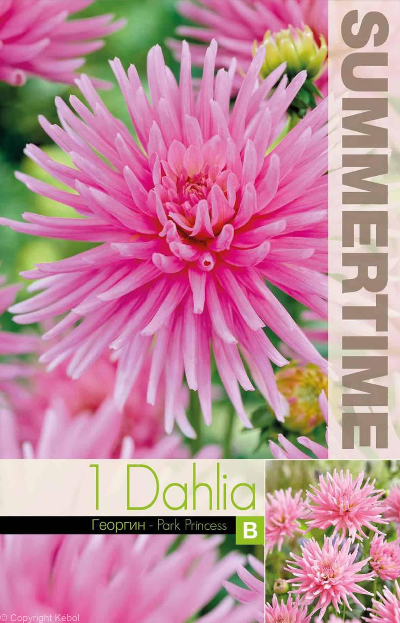 Dahlia Park Princess - RB