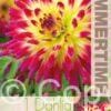 Dahlia Tahiti Sunrise - RB