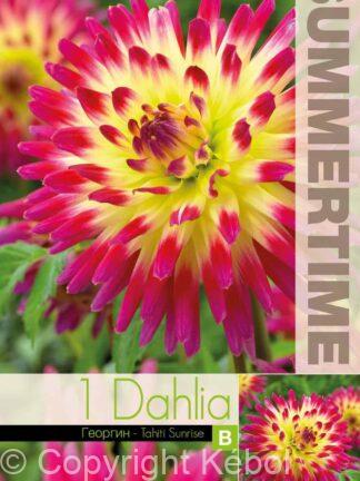Dahlia Tahiti Sunrise - RB