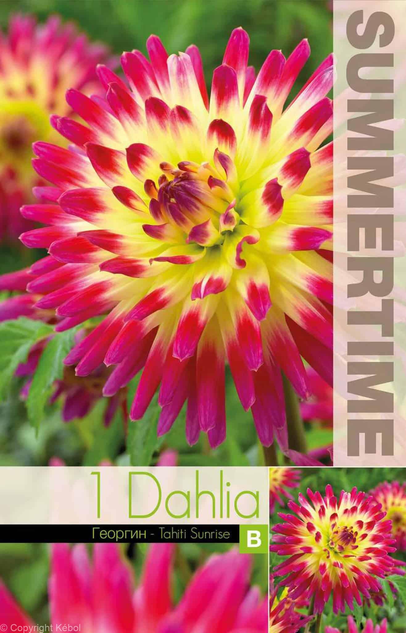 Dahlia Tahiti Sunrise - RB