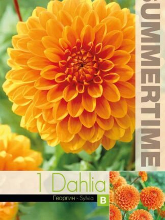 Dahlia Sylvia - RB