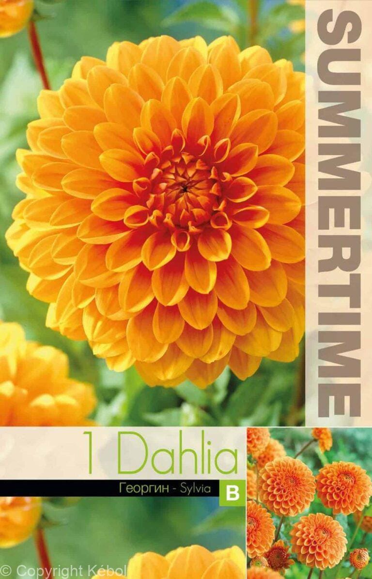 Dahlia Sylvia - RB