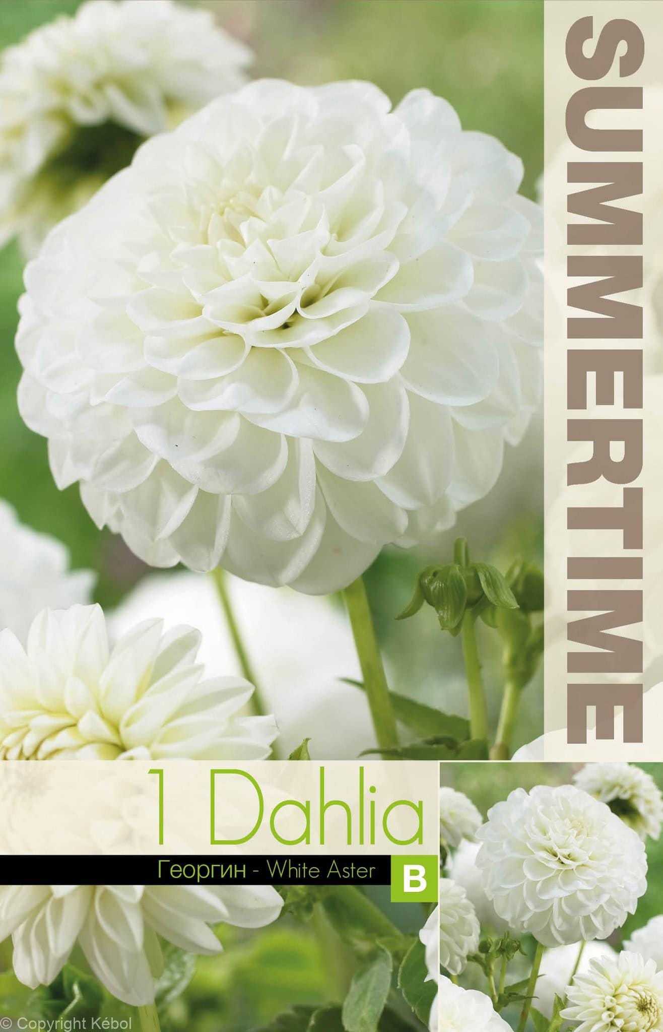 Dahlia White Aster - RB