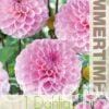 Dahlia Wizard of Oz - RB
