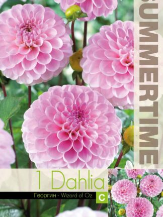 Dahlia Wizard of Oz - RB