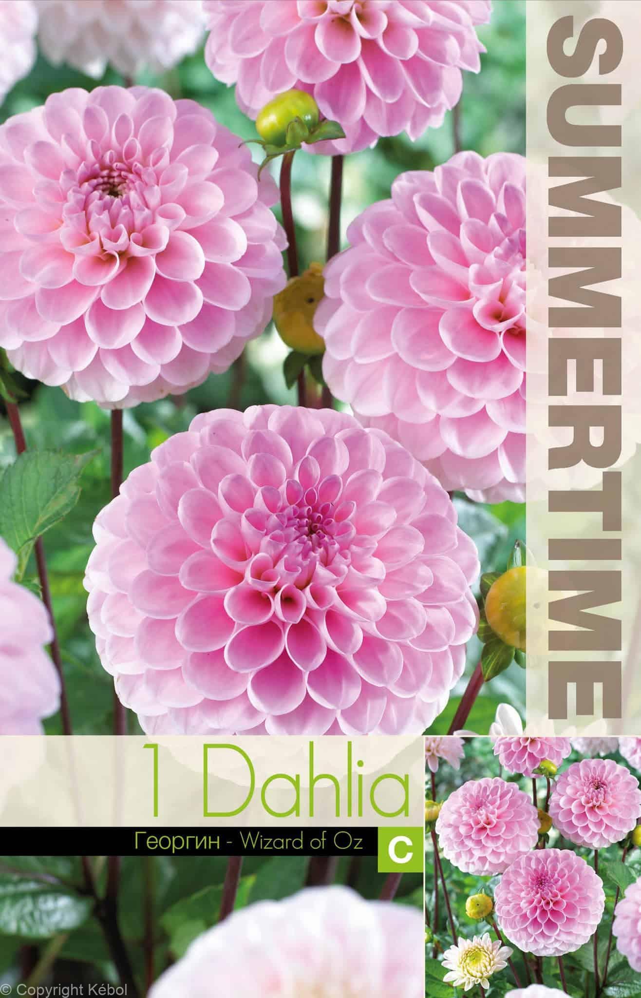 Dahlia Wizard of Oz - RB