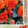 Begonia Double Orange - RB