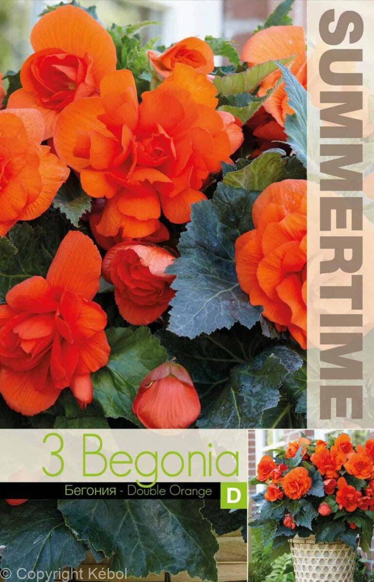 Begonia Double Orange - RB