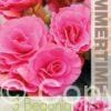 Begonia Double Pink - RB
