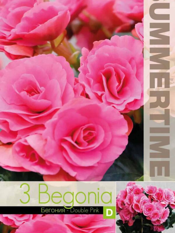 Begonia Double Pink - RB