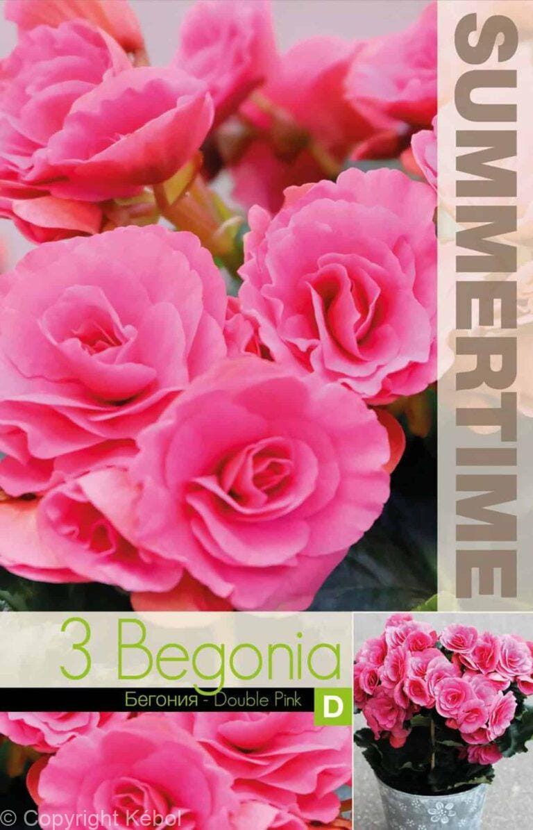 Begonia Double Pink - RB