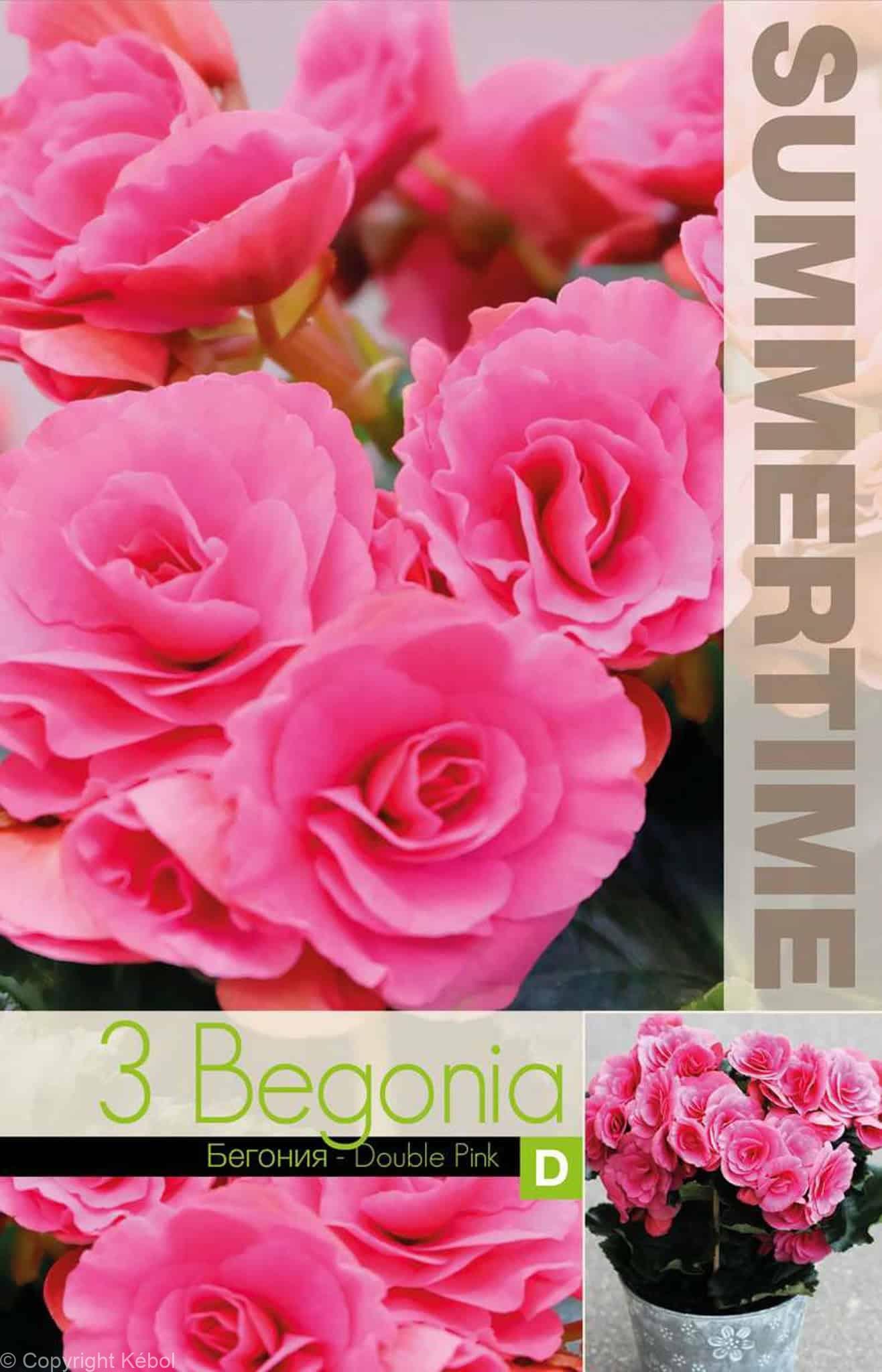 Begonia Double Pink - RB