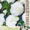 Begonia Double White - RB