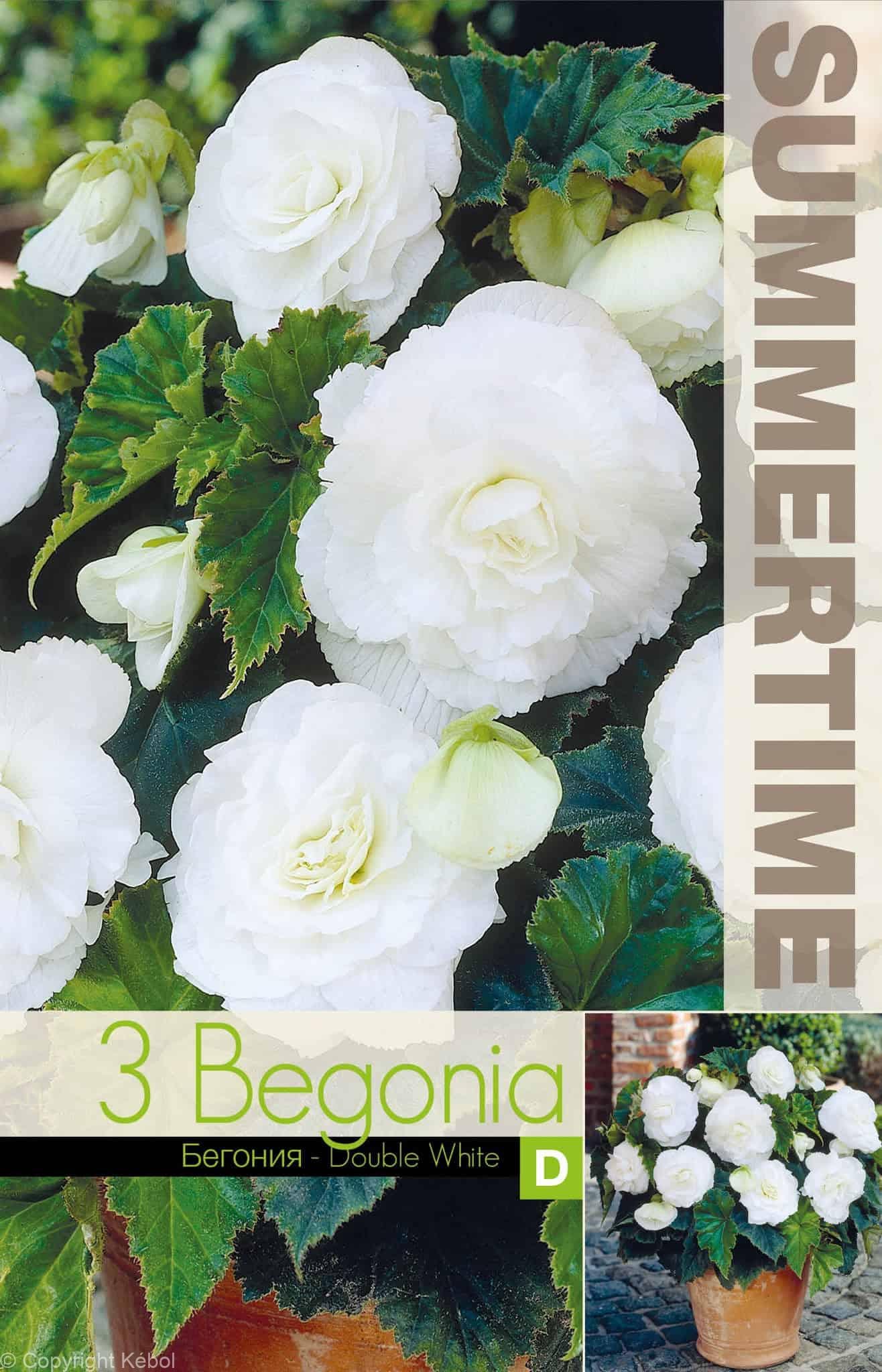 Begonia Double White - RB