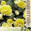 Begonia Double Yellow - RB