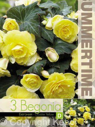 Begonia Double Yellow - RB