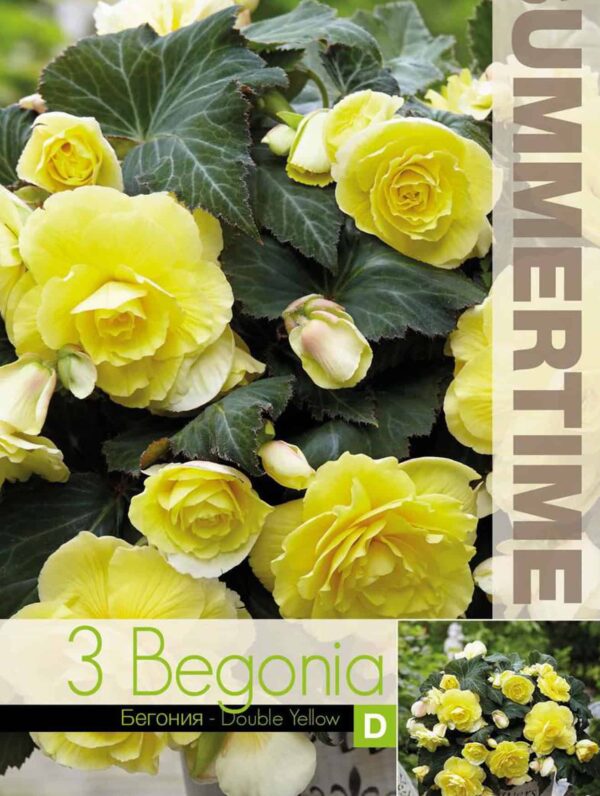 Begonia Double Yellow - RB