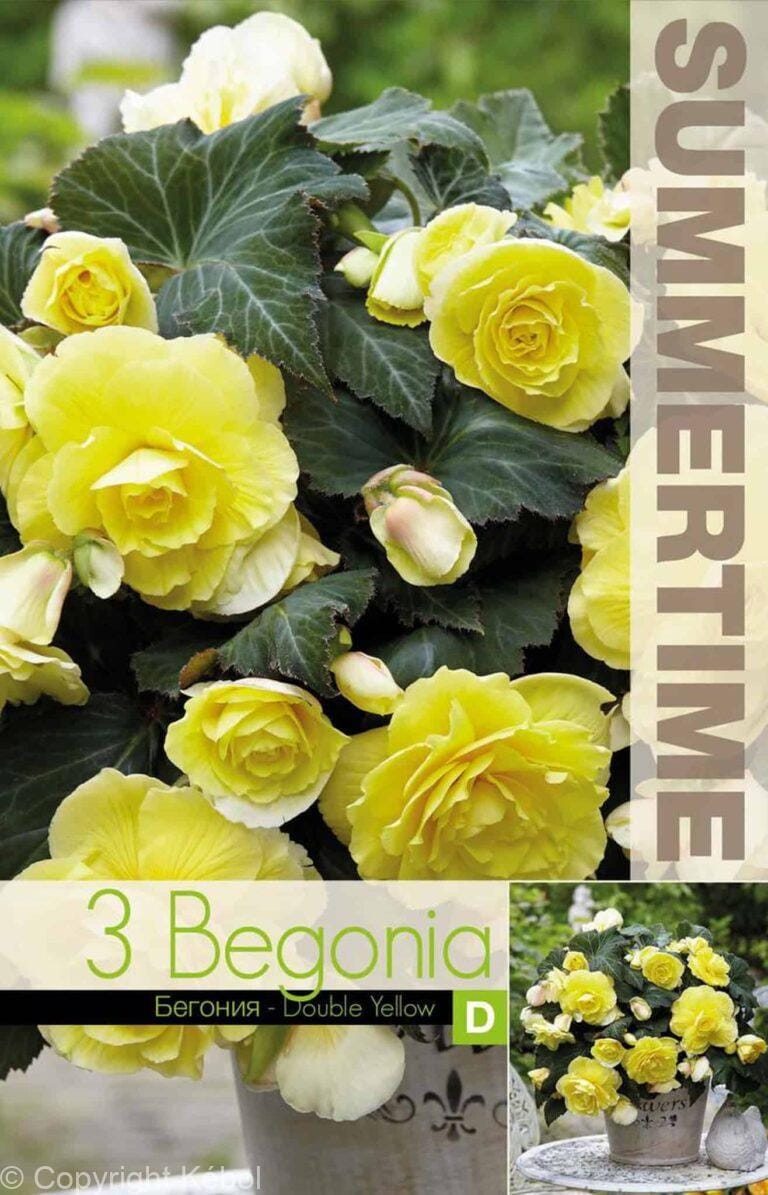 Begonia Double Yellow - RB