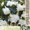 Begonia Illumination White - RB