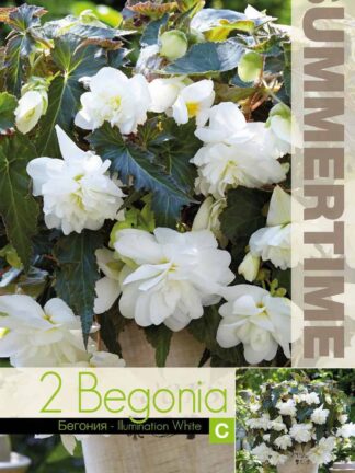 Begonia Illumination White - RB