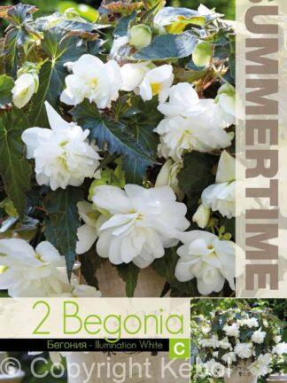 Begonia Illumination White - RB