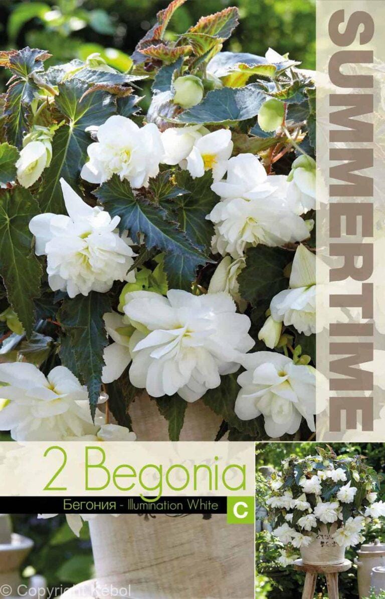 Begonia Illumination White - RB