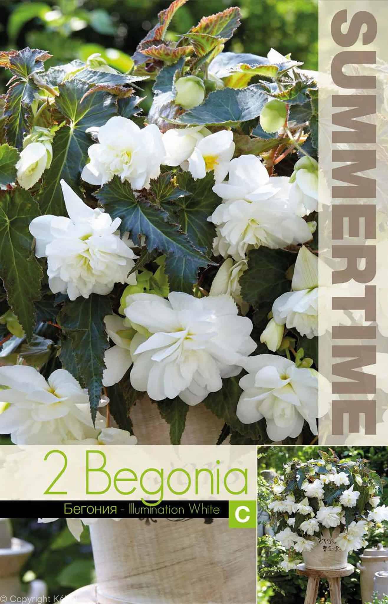 Begonia Illumination White - RB