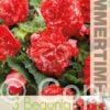 Begonia Marmorata - RB