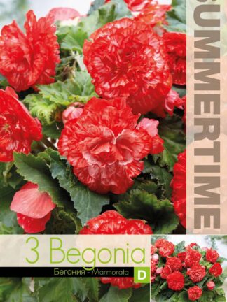 Begonia Marmorata - RB
