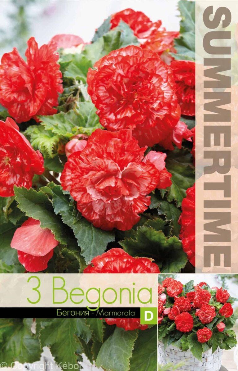 Begonia Marmorata - RB