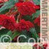 Begonia Pendula Dark Red - RB