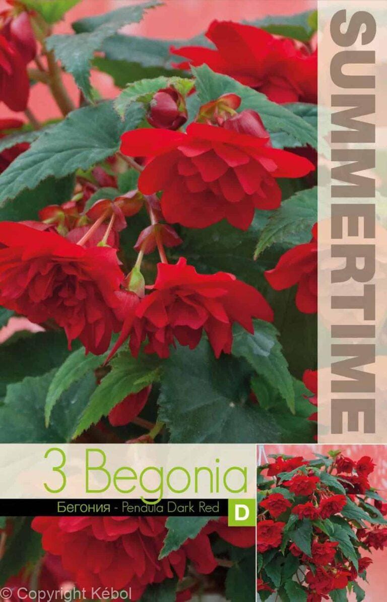 Begonia Pendula Dark Red - RB