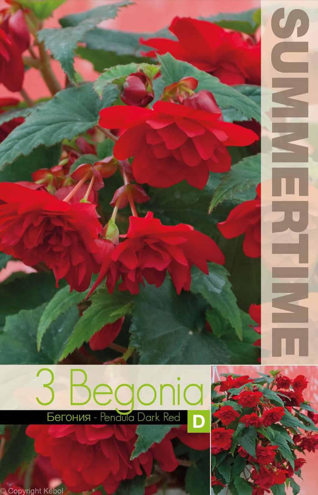 Begonia Pendula Dark Red - RB